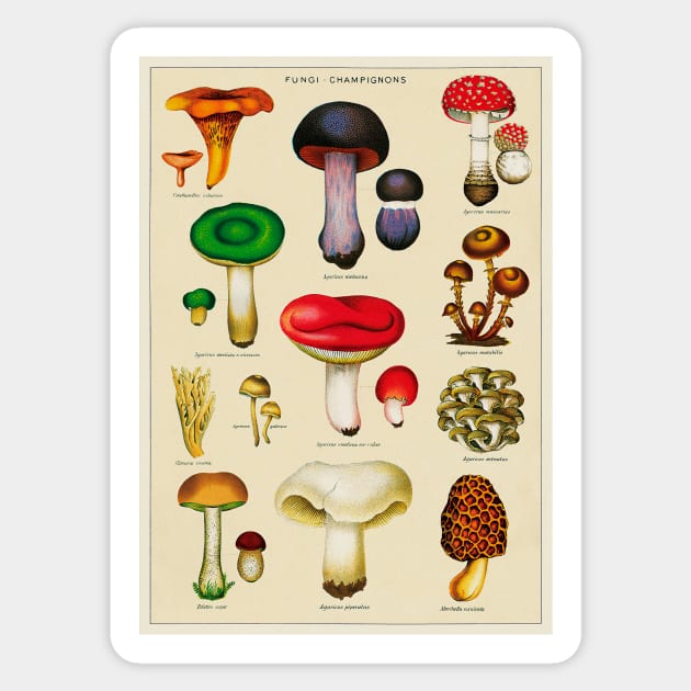 Vintage Fungi Chart Sticker by wildtribe